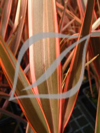 Phormium 'Maori Queen'