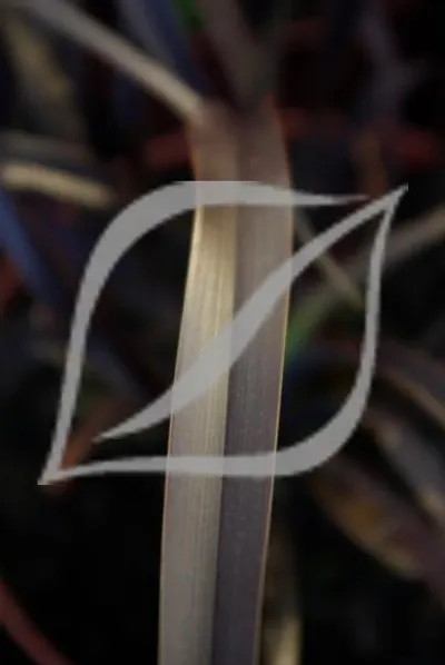 Phormium 'Platt's Black'