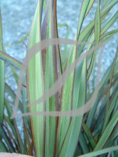 Phormium 'Surfer Green'