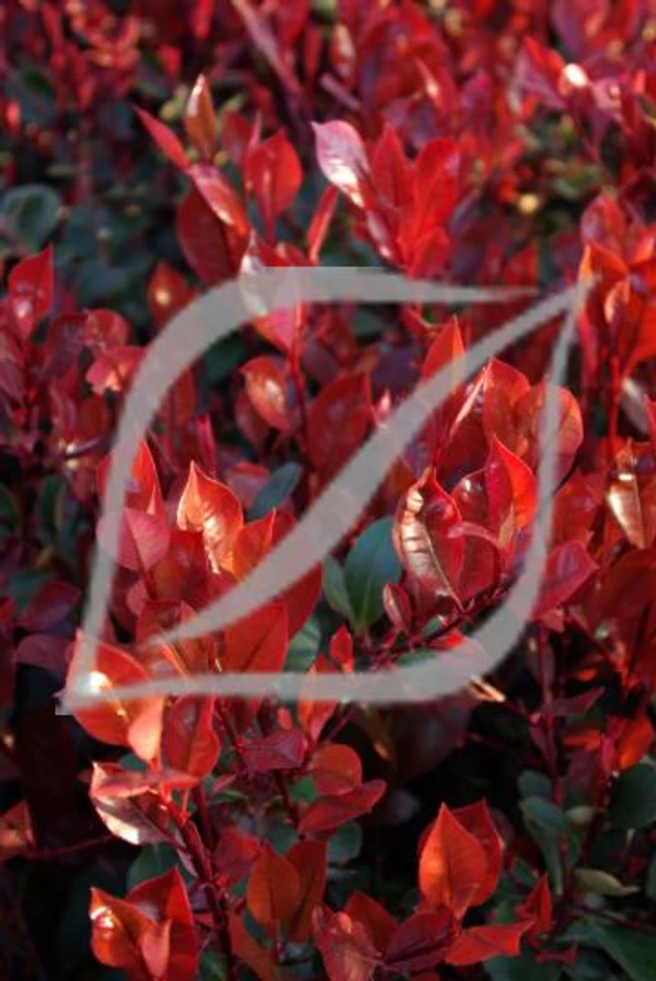Photinia x fraseri 'Little Red Robin'
