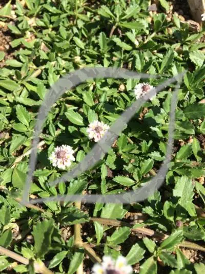 Phyla (Lippia) nodiflora