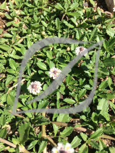 Phyla (Lippia) nodiflora