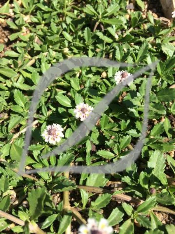 Phyla (Lippia) nodiflora