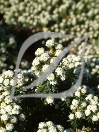 Phylica ericoides
