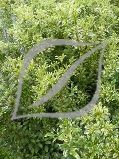 Pittosporum heterophyllum 'La Blanca'