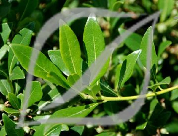 Pittosporum heterophyllum
