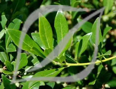 Pittosporum heterophyllum