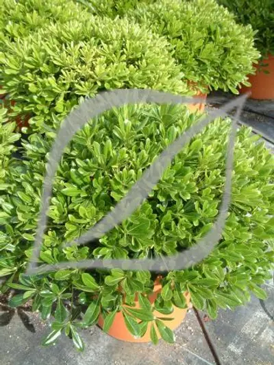 Pittosporum tobira 'Nanum'