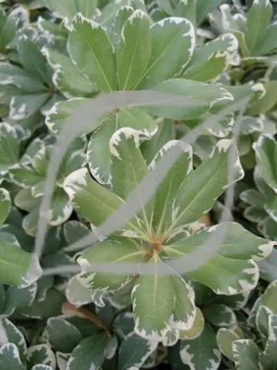 Pittosporum tobira 'Variegatum'