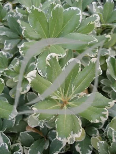 Pittosporum tobira 'Variegatum'