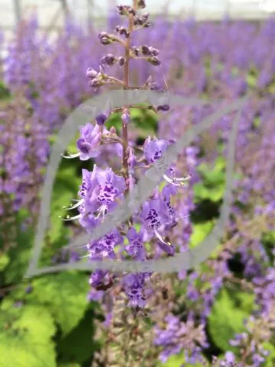 Plectranthus zuluensis