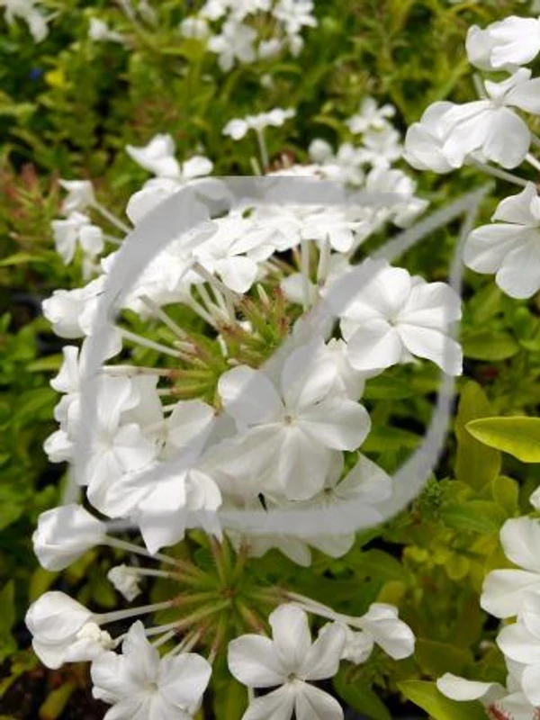 Plumbago auriculata var. 'Alba'