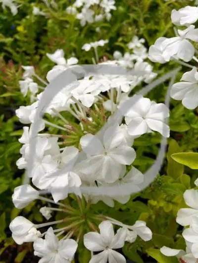 Plumbago auriculata var. 'Alba'
