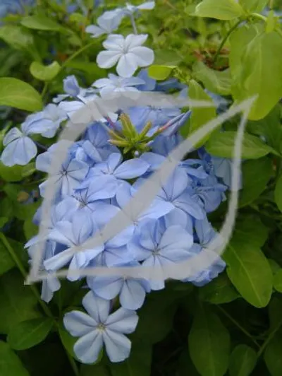 Plumbago auriculata