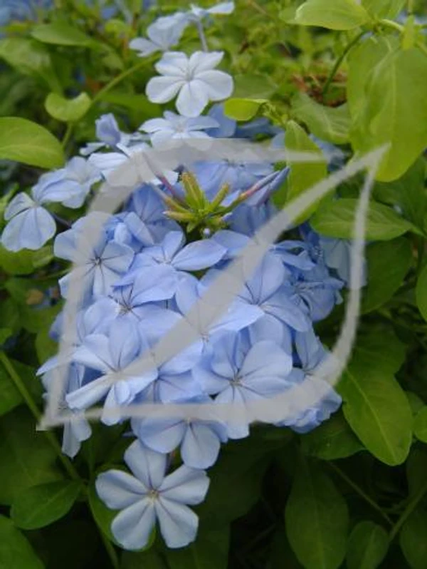 Plumbago auriculata