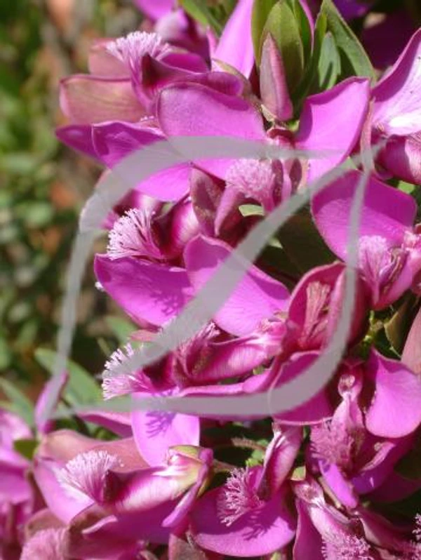 Polygala myrtifolia