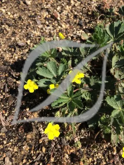 Potentilla neumanniana (sin. P. verna)