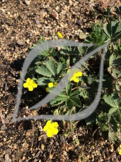 Potentilla neumanniana (sin. P. verna)