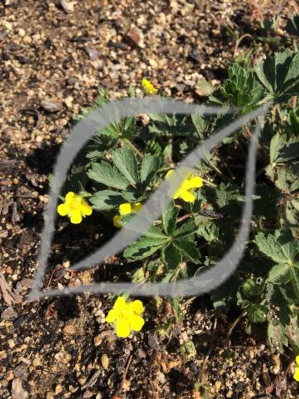 Potentilla neumanniana (sin. P. verna)