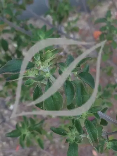 Prostanthera ovalifolia