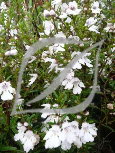 Prostanthera 'Poorinda Ballerina'