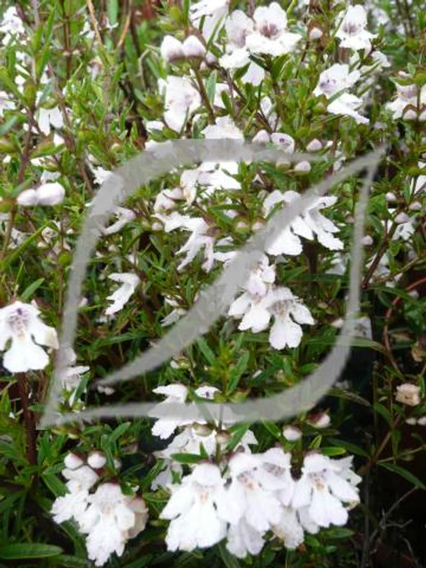 Prostanthera 'Poorinda Ballerina'