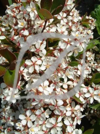 Rhaphiolepis x delacourii 'Blanc'