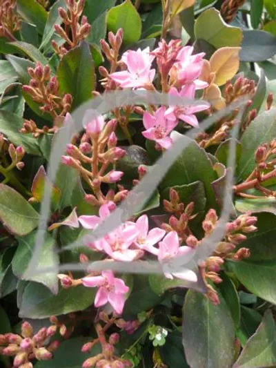 Rhaphiolepis x delacourii 'Coates Crimson'