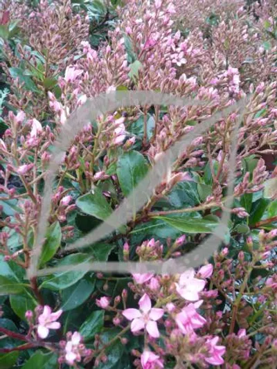 Rhaphiolepis x delacourii 'Springtime'