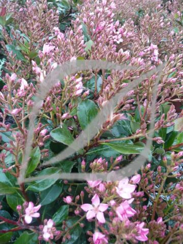 Rhaphiolepis x delacourii 'Springtime'