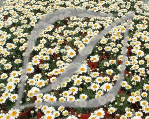 Rhodanthemum hosmariense