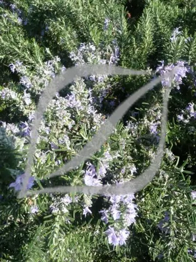 Rosmarinus officinalis 'Boule'