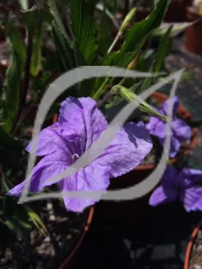 Ruellia brittoniana