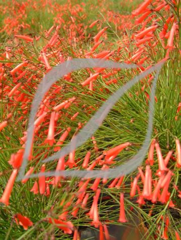 Russelia equisetiformis