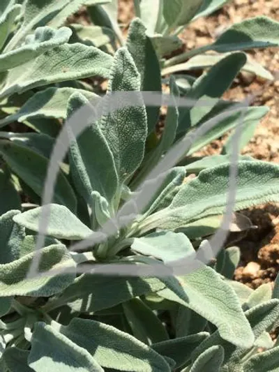 Salvia 'Bee's Bliss'