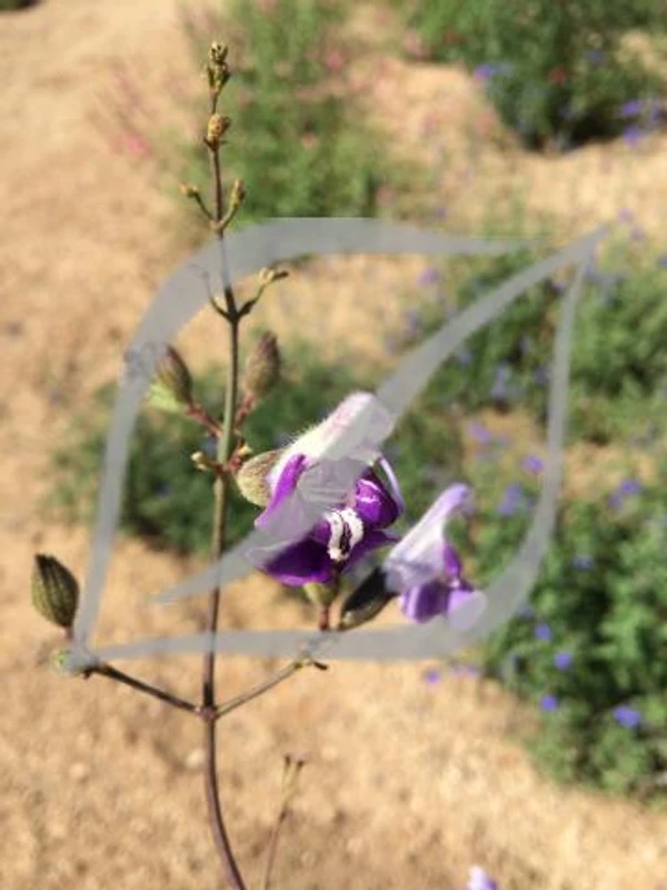 Salvia candelabrum