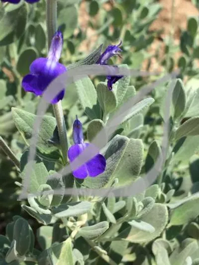 Salvia chamaedryoides 'Isochroma'