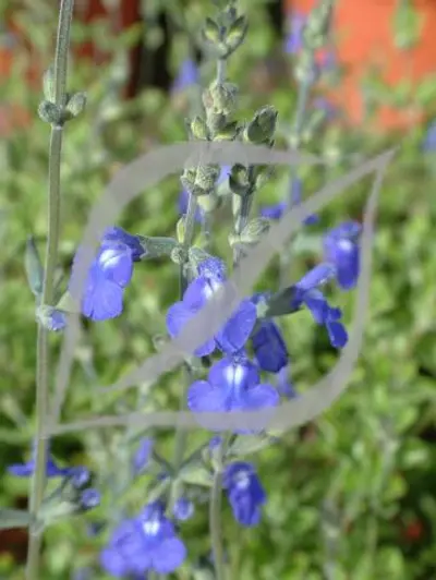Salvia chamaedryoides