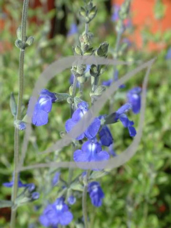 Salvia chamaedryoides