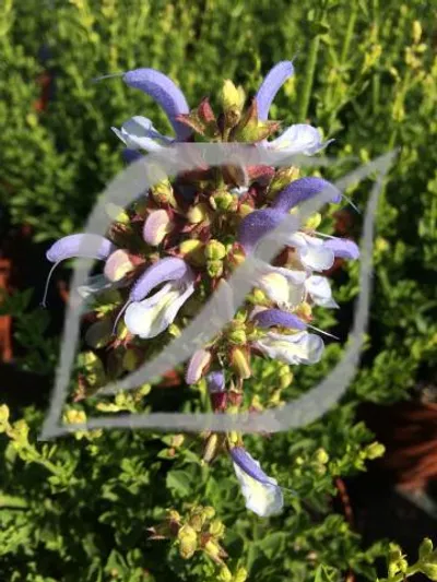 Salvia chamelaeagnea