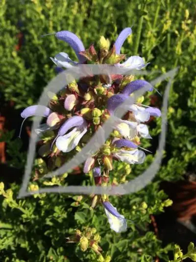 Salvia chamelaeagnea