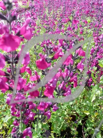 Salvia 'Christine Yeo'