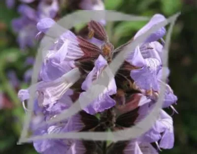 Salvia fruticosa