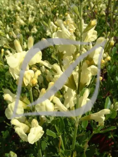 Salvia greggii 'Alba'