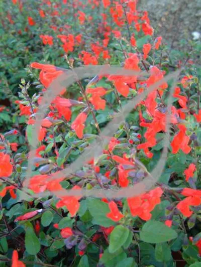 Salvia greggii 'Peach'