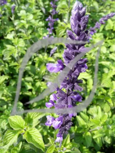 Salvia 'Indigo Spires'