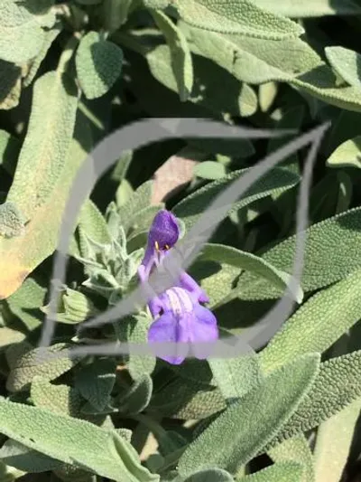 Salvia lavandulifolia subsp. blancoana