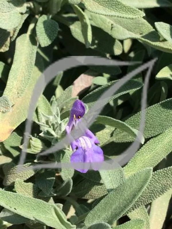 Salvia lavandulifolia subsp. blancoana