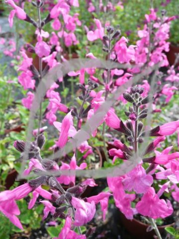 Salvia microphylla 'Pink Blush'