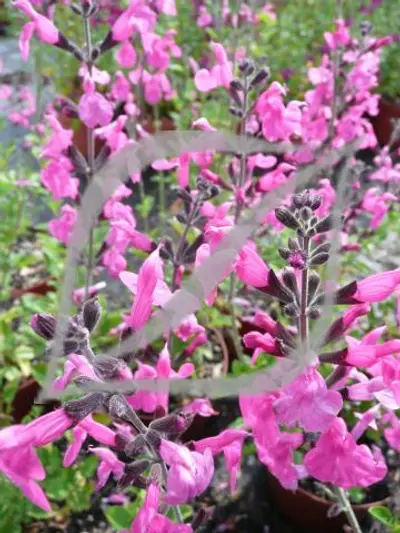 Salvia microphylla 'Pink Blush'